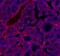 LPR1 antibody, 37-3800, Invitrogen Antibodies, Immunohistochemistry frozen image 