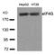 p220 antibody, 79-422, ProSci, Western Blot image 