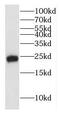Heme Binding Protein 2 antibody, FNab03817, FineTest, Western Blot image 