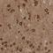 G Protein-Coupled Receptor 61 antibody, HPA026088, Atlas Antibodies, Immunohistochemistry paraffin image 
