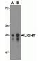 CD258 antibody, TA355109, Origene, Western Blot image 