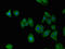 Chromosome 7 Open Reading Frame 31 antibody, orb51886, Biorbyt, Immunofluorescence image 