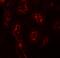 AP-3 complex subunit sigma-1 antibody, A12249, Boster Biological Technology, Immunofluorescence image 