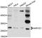 Aldo-Keto Reductase Family 1 Member D1 antibody, STJ111755, St John