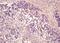 TGF beta antibody, orb2885, Biorbyt, Immunohistochemistry paraffin image 
