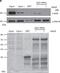 DEAD-Box Helicase 19B antibody, NB100-760, Novus Biologicals, Western Blot image 