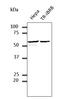 Protein Disulfide Isomerase Family A Member 3 antibody, LS-B9769, Lifespan Biosciences, Western Blot image 