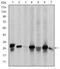 Heat shock protein beta-1 antibody, AM06625SU-N, Origene, Western Blot image 