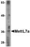 Methyltransferase Like 7A antibody, LS-C82875, Lifespan Biosciences, Western Blot image 