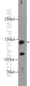 c-met antibody, 25869-1-AP, Proteintech Group, Western Blot image 
