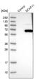 DDB1 And CUL4 Associated Factor 11 antibody, PA5-56658, Invitrogen Antibodies, Western Blot image 