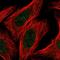 Rac GTPase-activating protein 1 antibody, HPA039427, Atlas Antibodies, Immunocytochemistry image 