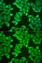 Neuroglobin antibody, GTX54552, GeneTex, Immunofluorescence image 