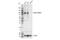 SATB Homeobox 2 antibody, 39229S, Cell Signaling Technology, Western Blot image 