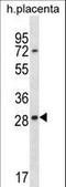 Testis Expressed 33 antibody, LS-C167601, Lifespan Biosciences, Western Blot image 