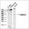 Protein CREG1 antibody, orb1374, Biorbyt, Western Blot image 