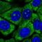 Ribosomal Protein L13 antibody, NBP2-13250, Novus Biologicals, Immunocytochemistry image 