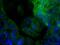 F11 Receptor antibody, NB100-65340AF488, Novus Biologicals, Immunohistochemistry frozen image 