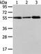 XK Related X-Linked antibody, PA5-51273, Invitrogen Antibodies, Western Blot image 