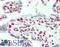 Transcription Elongation Regulator 1 antibody, LS-B11296, Lifespan Biosciences, Immunohistochemistry frozen image 