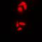 SMAD2 antibody, orb338875, Biorbyt, Immunofluorescence image 