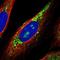 Ring Finger Protein 115 antibody, HPA019130, Atlas Antibodies, Immunocytochemistry image 
