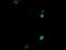 COP9 Signalosome Subunit 6 antibody, M08543, Boster Biological Technology, Immunofluorescence image 
