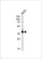 Actin Related Protein 2/3 Complex Subunit 1B antibody, LS-C156507, Lifespan Biosciences, Western Blot image 