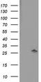 Pyridoxamine 5'-Phosphate Oxidase antibody, TA503356, Origene, Western Blot image 