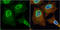 Phosphoglycerate Mutase 2 antibody, GTX109582, GeneTex, Immunocytochemistry image 