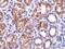 Complement C1q tumor necrosis factor-related protein 1 antibody, PA5-20146, Invitrogen Antibodies, Immunohistochemistry paraffin image 