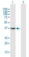 Ubiquitin carboxyl-terminal hydrolase 46 antibody, H00064854-B01P, Novus Biologicals, Western Blot image 