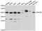 DnaJ homolog subfamily B member 6 antibody, abx005338, Abbexa, Western Blot image 