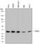 Proteasome Subunit Alpha 1 antibody, MAB7565, R&D Systems, Western Blot image 
