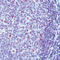 ERCC Excision Repair 4, Endonuclease Catalytic Subunit antibody, LS-C87736, Lifespan Biosciences, Immunohistochemistry paraffin image 