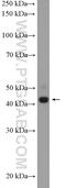 Serologically defined colon cancer antigen 3 antibody, 15969-1-AP, Proteintech Group, Western Blot image 