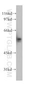 TATA-Box Binding Protein Associated Factor 7 antibody, 13506-1-AP, Proteintech Group, Western Blot image 
