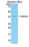 Dickkopf WNT Signaling Pathway Inhibitor 4 antibody, LS-C293684, Lifespan Biosciences, Western Blot image 