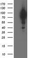 BCAR1 Scaffold Protein, Cas Family Member antibody, CF502536, Origene, Western Blot image 