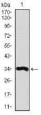 Lipoprotein a antibody, NBP2-37477, Novus Biologicals, Western Blot image 