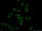 Nitric Oxide Synthase Interacting Protein antibody, 27979-1-AP, Proteintech Group, Immunofluorescence image 