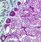 Neurotrophin 3 antibody, AF-267-NA, R&D Systems, Immunohistochemistry frozen image 