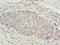 Zinc Finger Protein 177 antibody, LS-C394996, Lifespan Biosciences, Immunohistochemistry frozen image 
