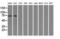RalA-binding protein 1 antibody, LS-C114973, Lifespan Biosciences, Western Blot image 