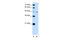 TAPA antibody, 30-069, ProSci, Western Blot image 