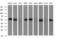 Scavenger Receptor Class B Member 1 antibody, MA5-26320, Invitrogen Antibodies, Western Blot image 