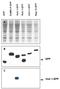Zinc Finger Protein 282 antibody, R1194, Origene, Western Blot image 