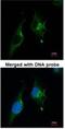 GC-A antibody, NBP1-31333, Novus Biologicals, Immunofluorescence image 