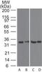 CD267 antibody, TA336380, Origene, Western Blot image 