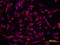 Down syndrome cell adhesion molecule antibody, AF3666, R&D Systems, Immunofluorescence image 